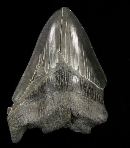 Partial, Megalodon Tooth - Serrated Blade #57893